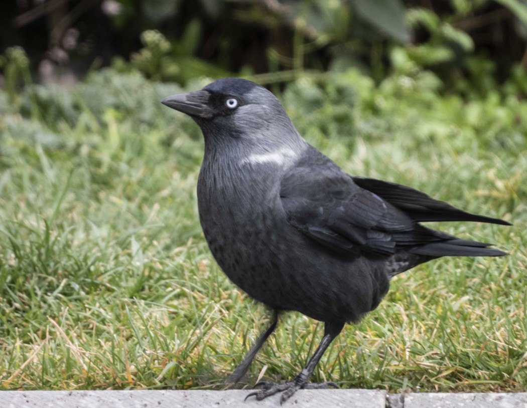 Western Jackdaw