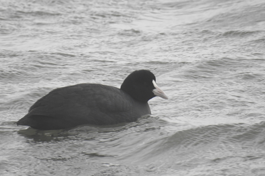 Eurasian Coot