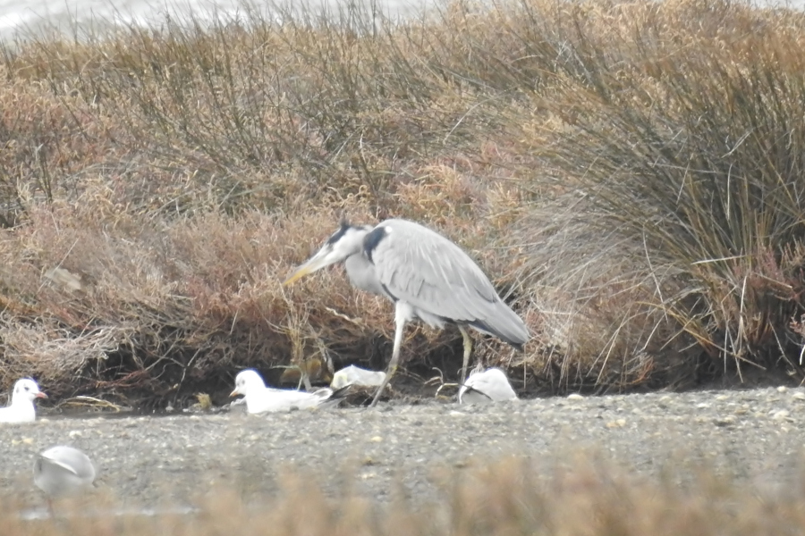 Grey Heron