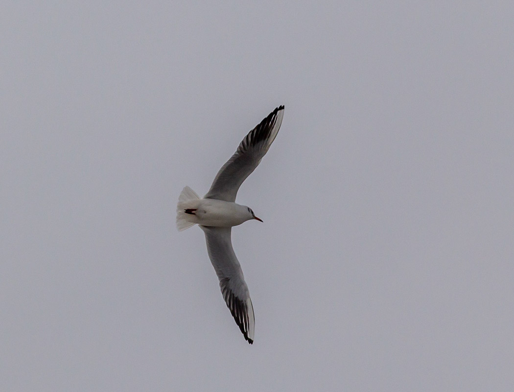 Black-headed Gull