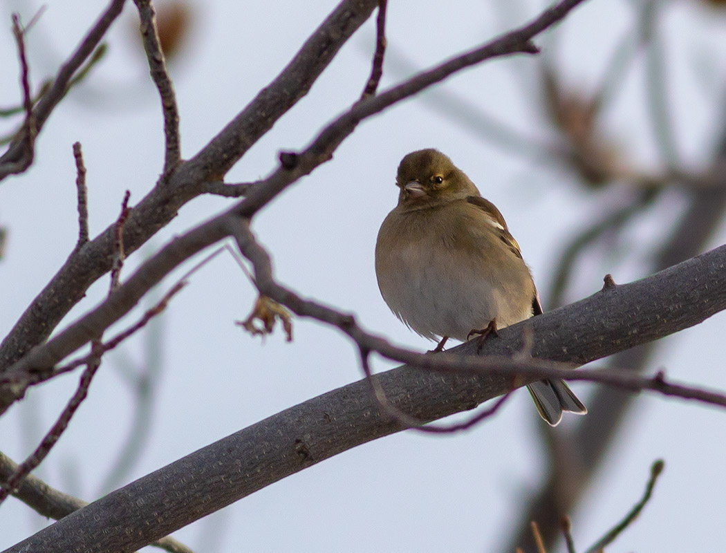 Eurasian Chaffinch
