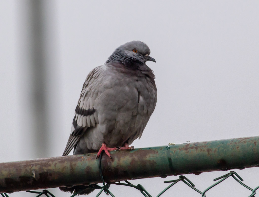 Rock Dove