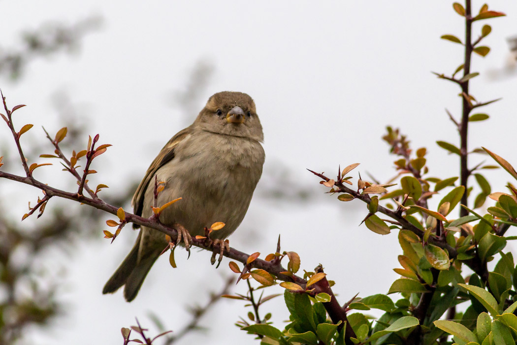 House Sparrow