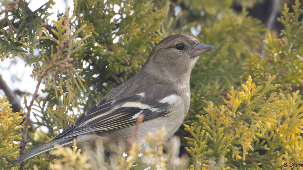 Eurasian Chaffinch