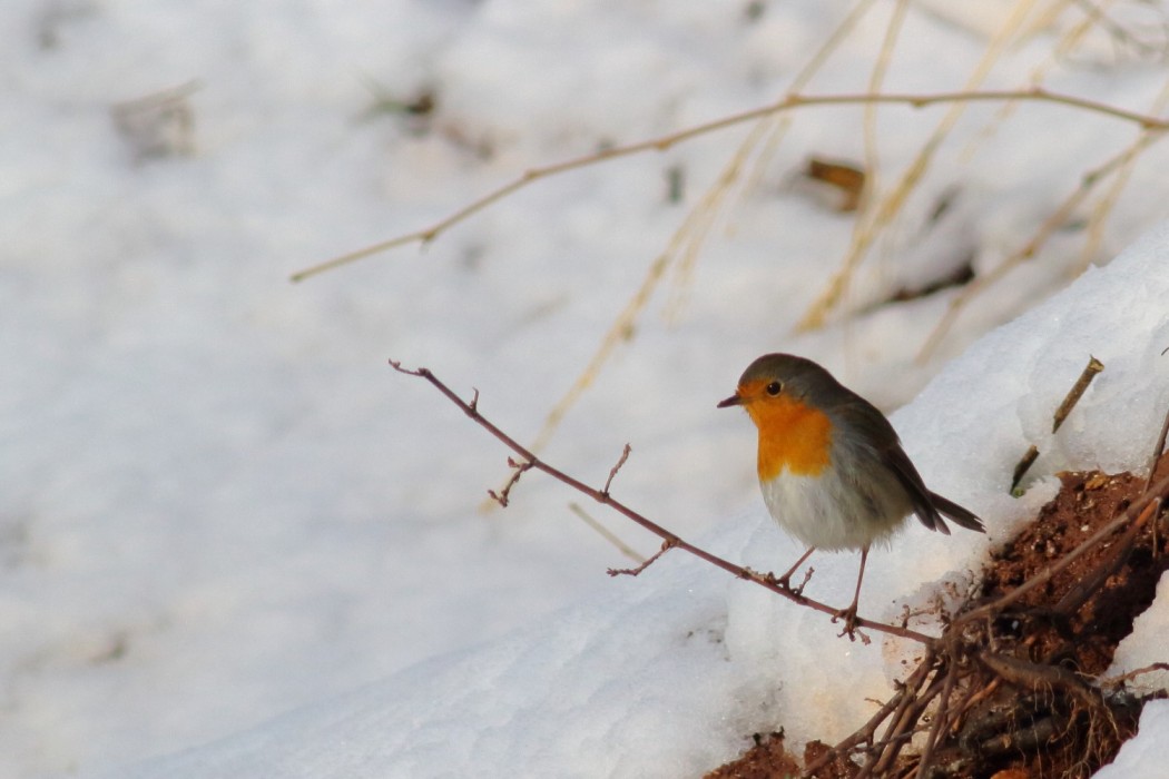 European Robin