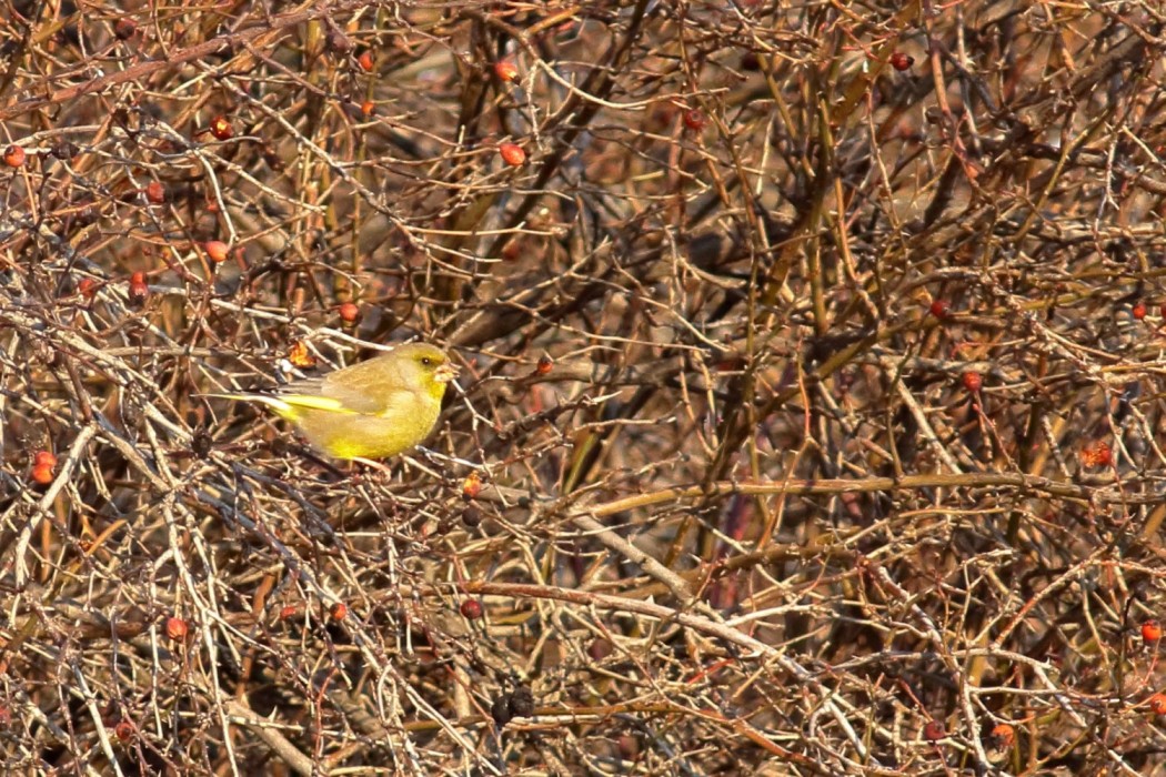 European Greenfinch