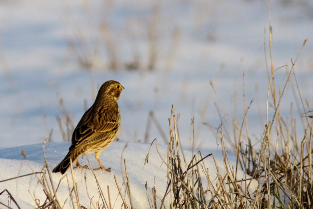 Corn Bunting