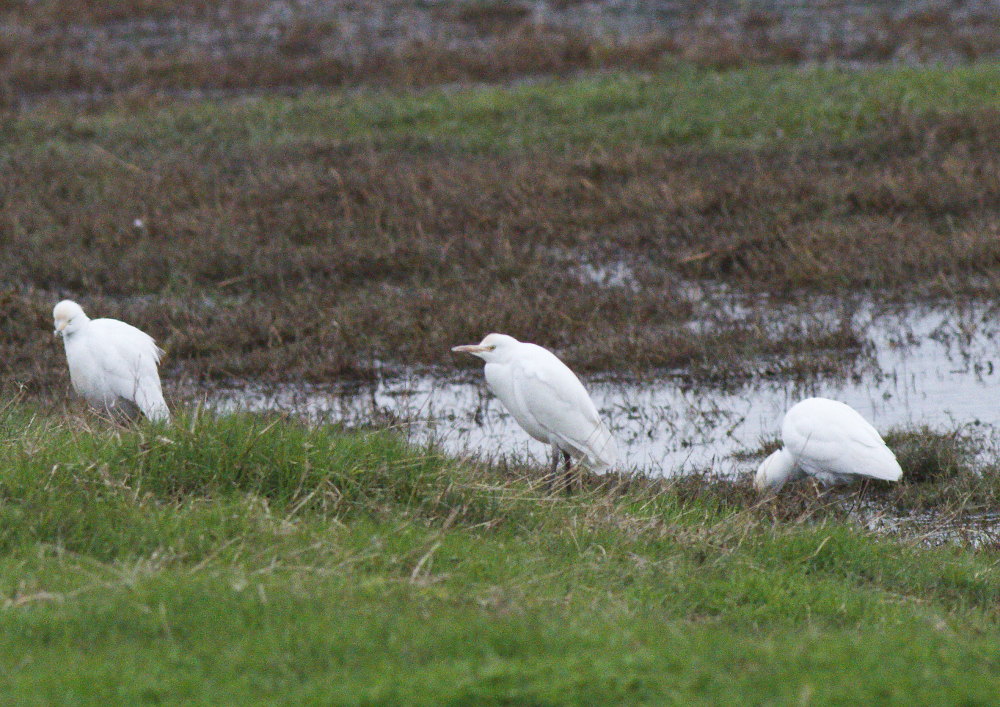 Western Cattle Egret