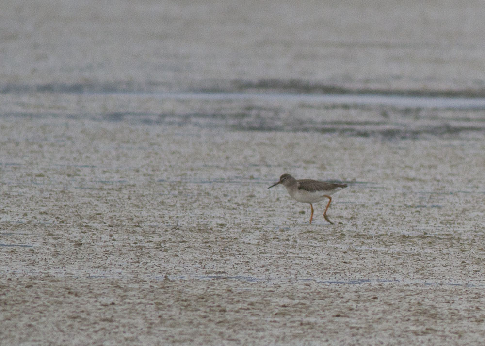 Common Redshank