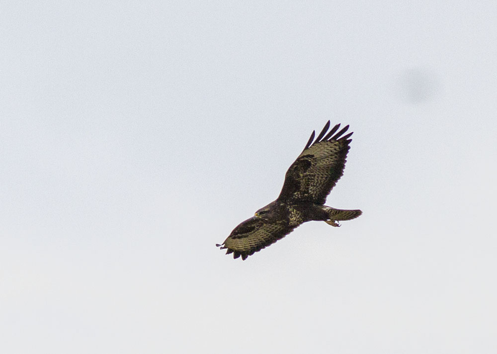 Common Buzzard