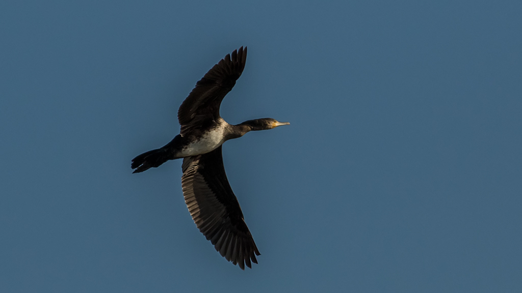 Great Cormorant