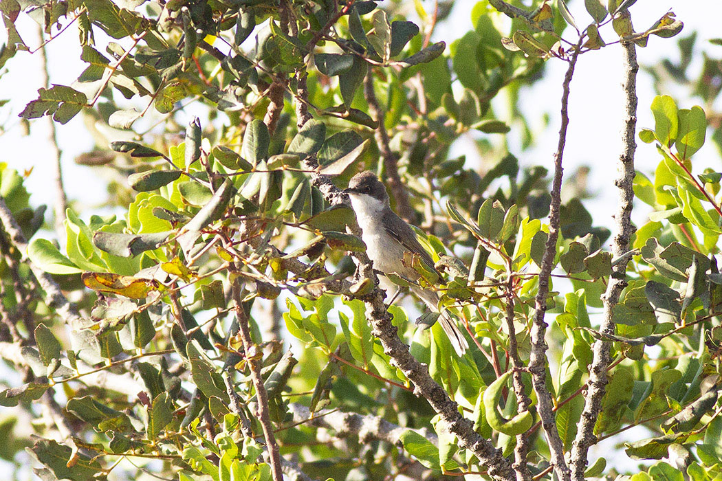 Eastern Orphean Warbler
