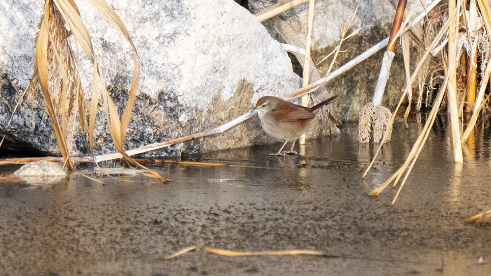 Cetti`s Warbler