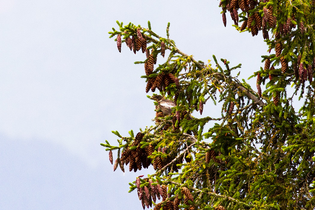 Ring Ouzel