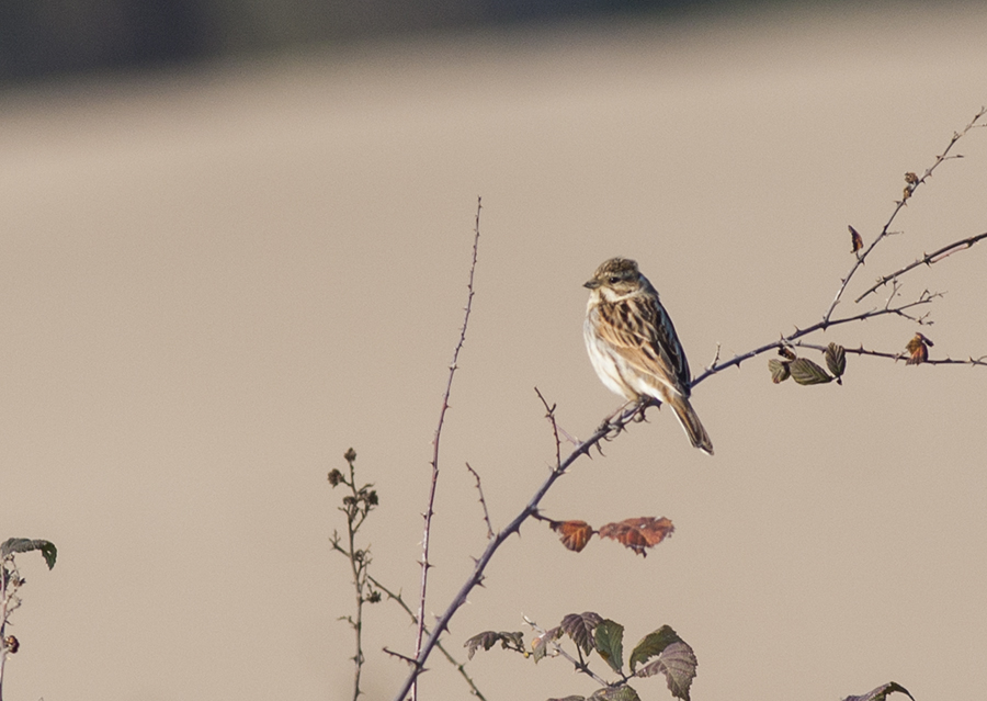 Common Reed Bunting