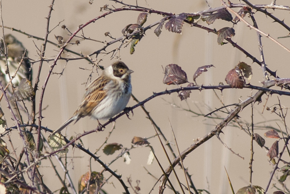 Common Reed Bunting