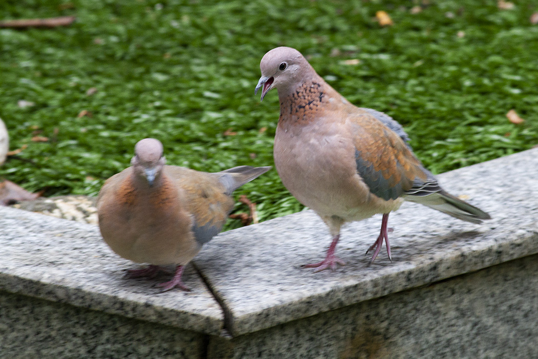 Laughing Dove