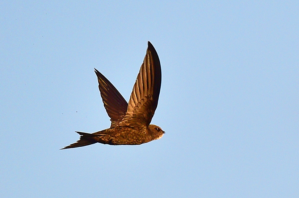 Pallid Swift
