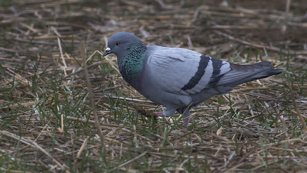 Rock Dove