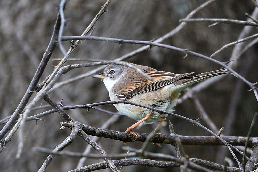 Common Whitethroat