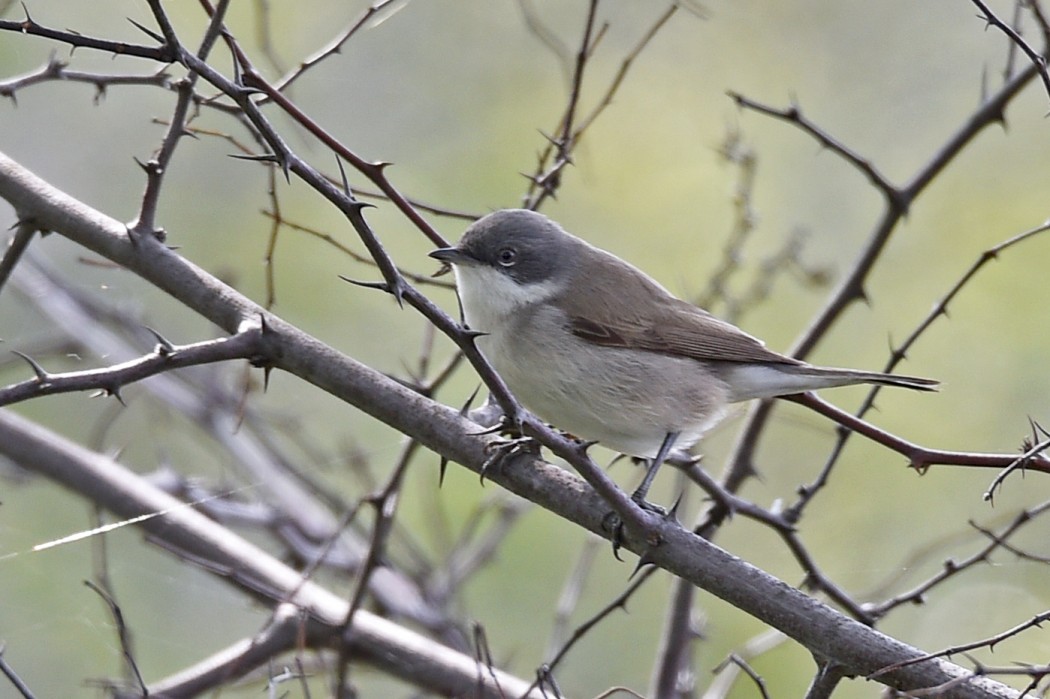 Lesser Whitethroat
