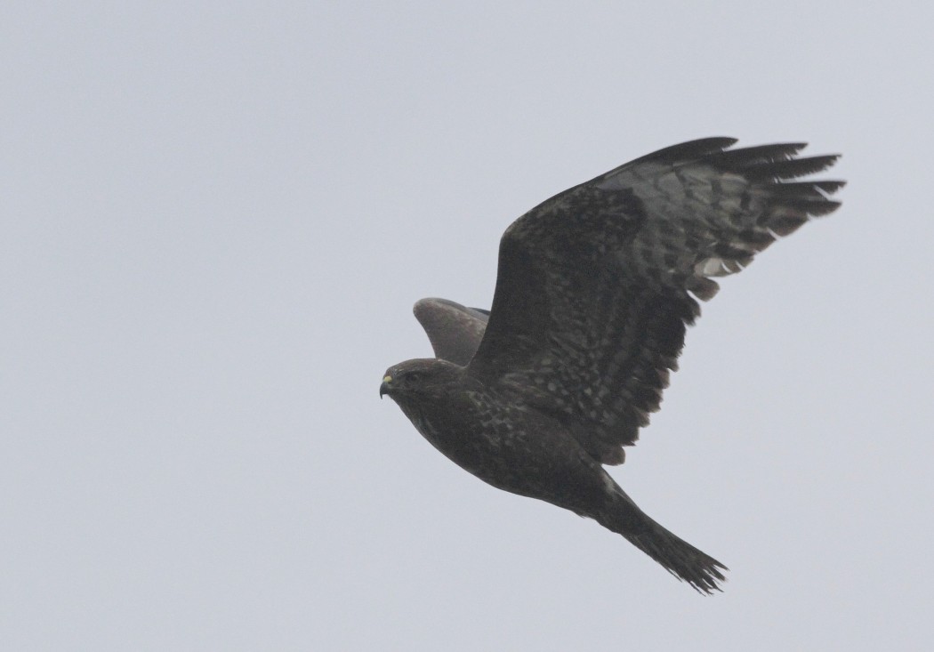 Common Buzzard