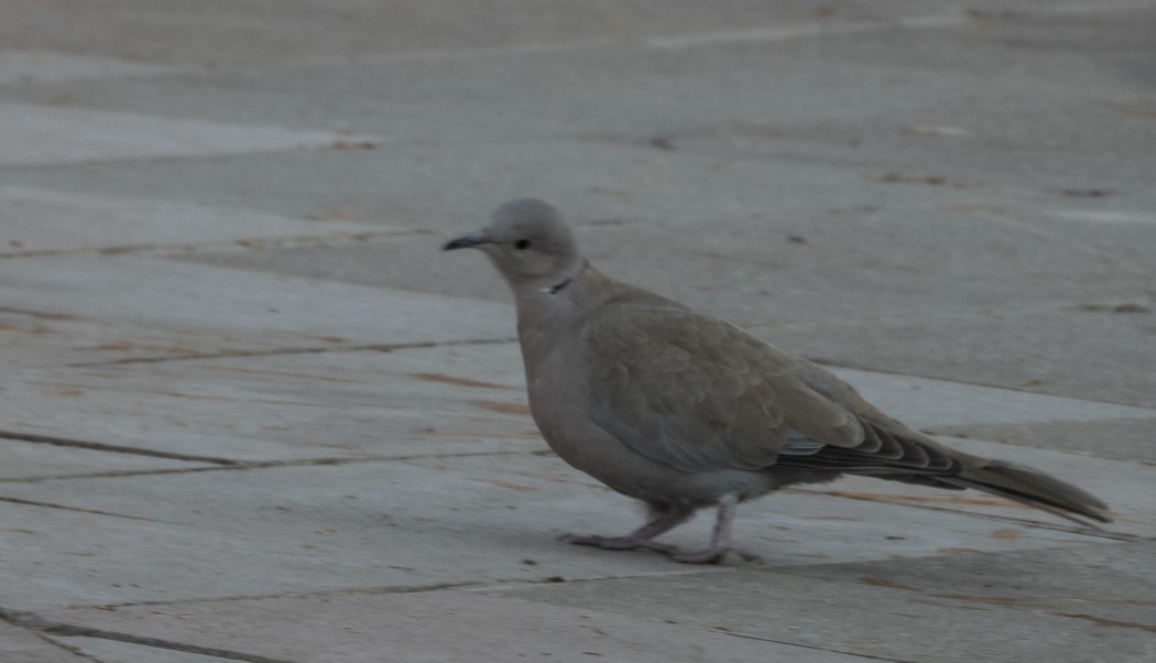 Eurasian Collared Dove