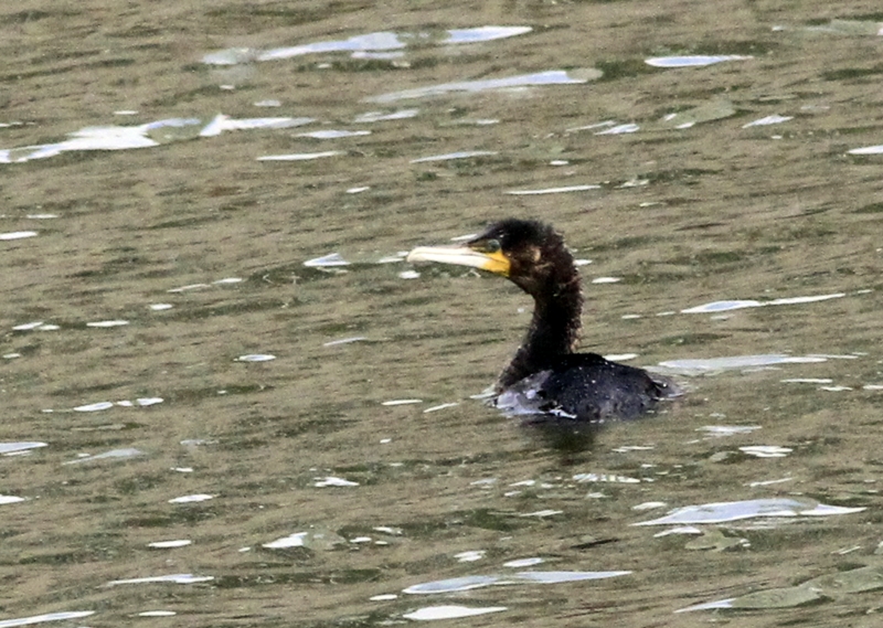 Great Cormorant