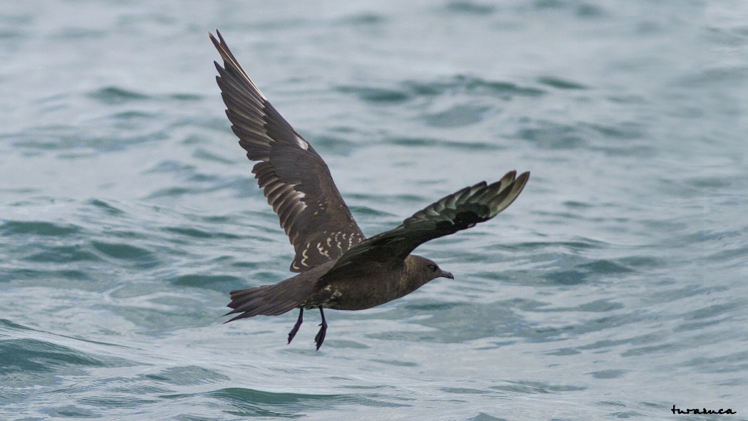 Parasitic Jaeger
