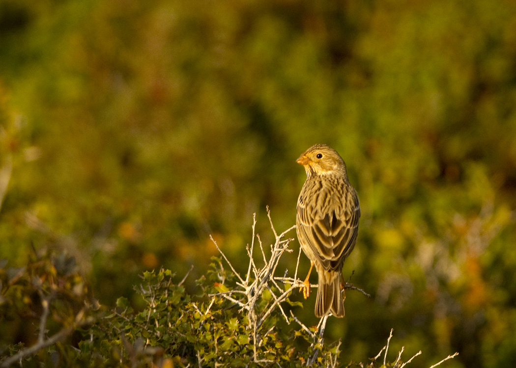 Corn Bunting
