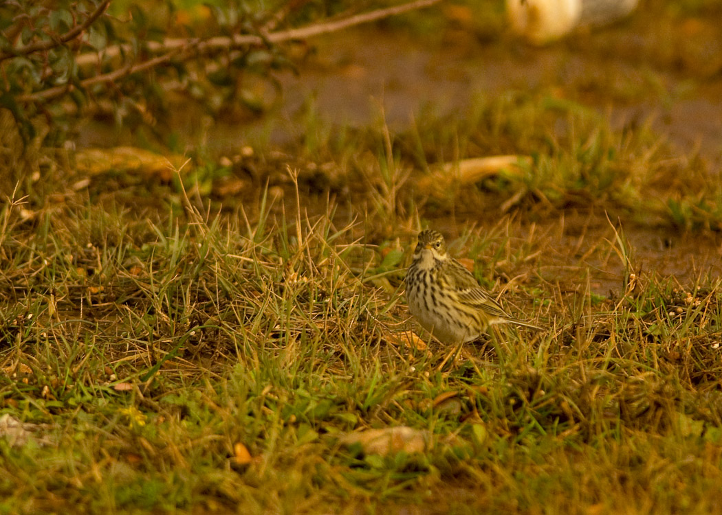 Meadow Pipit