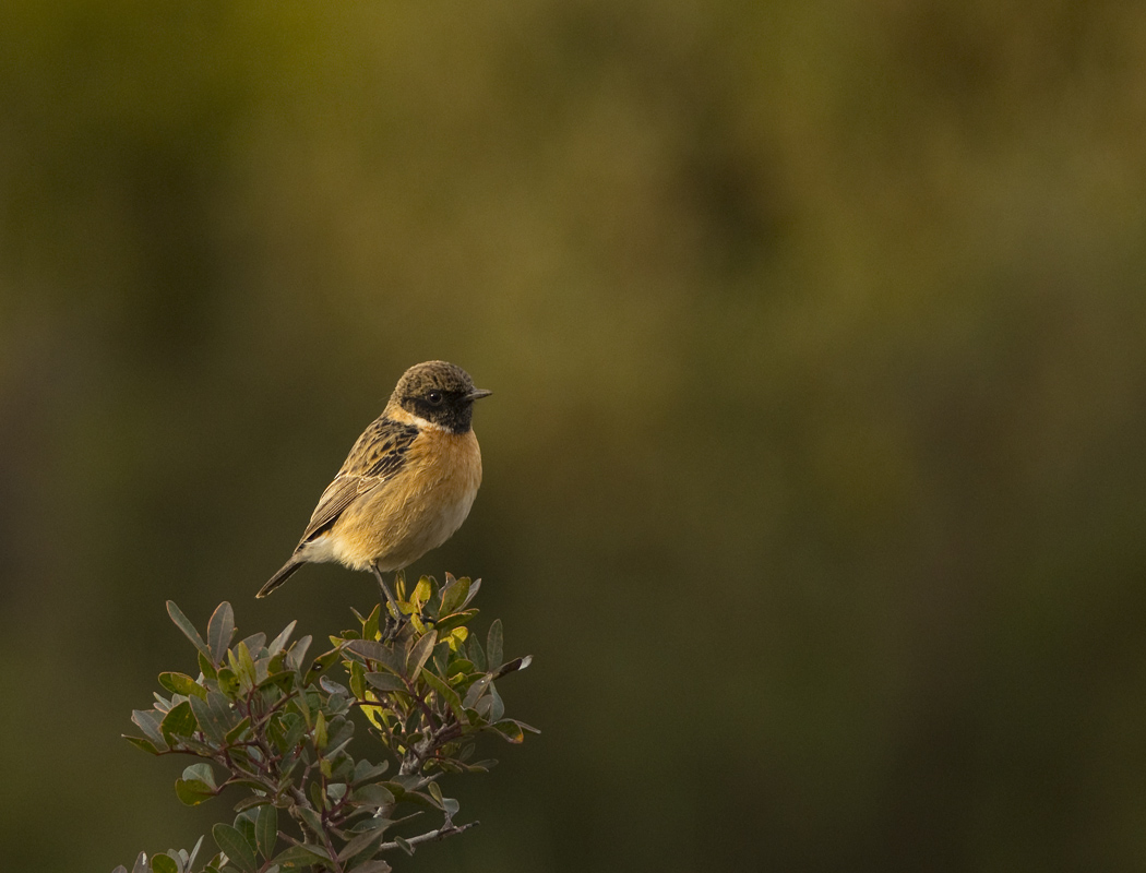 European Stonechat