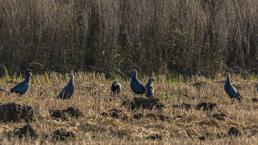Grey-headed Swamphen