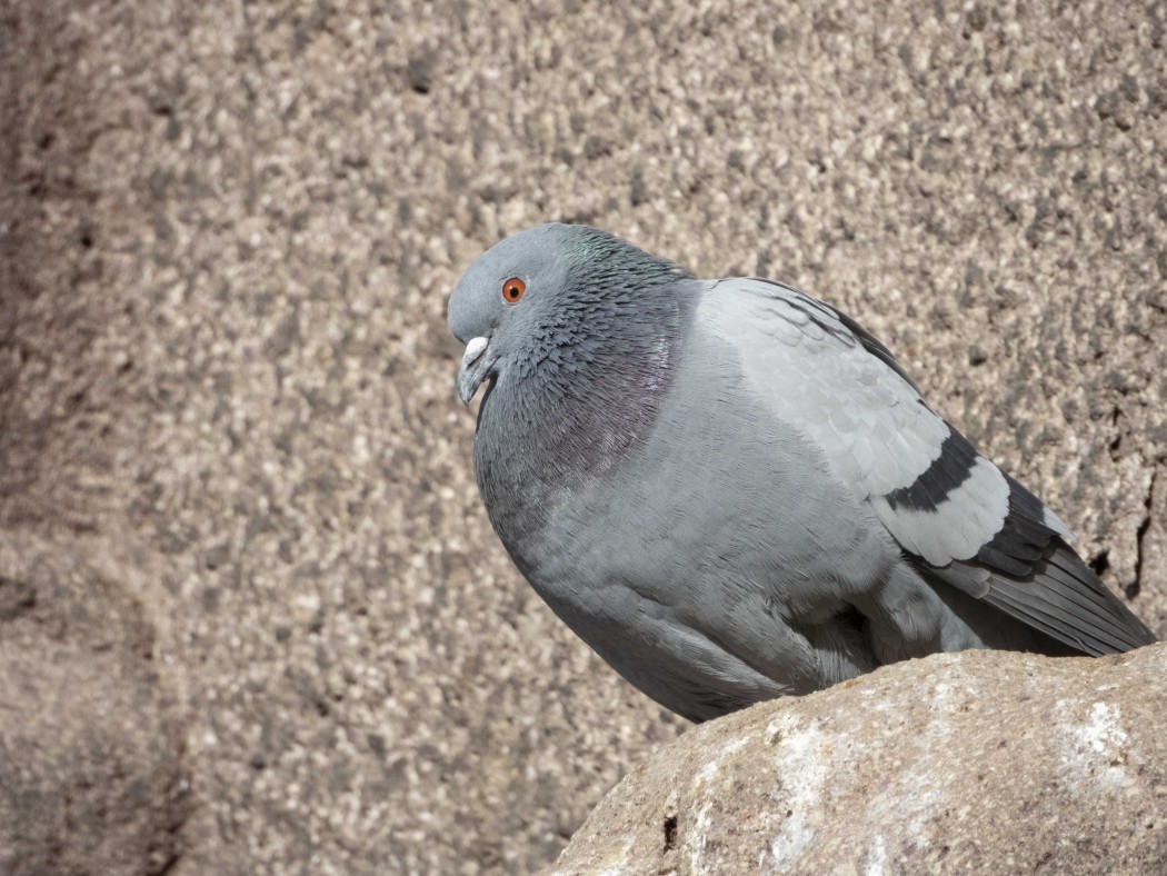 Rock Dove