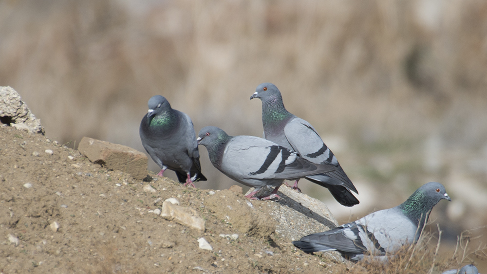 Rock Dove
