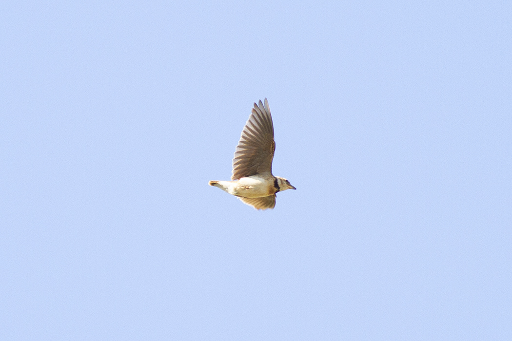 Bimaculated Lark