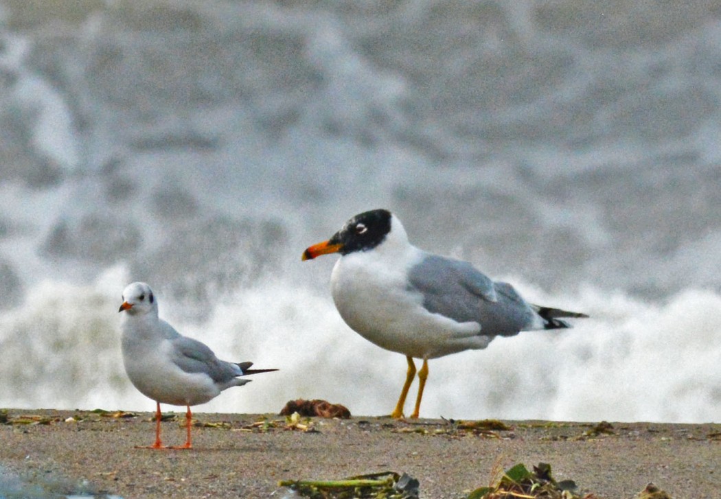 Pallas`s Gull