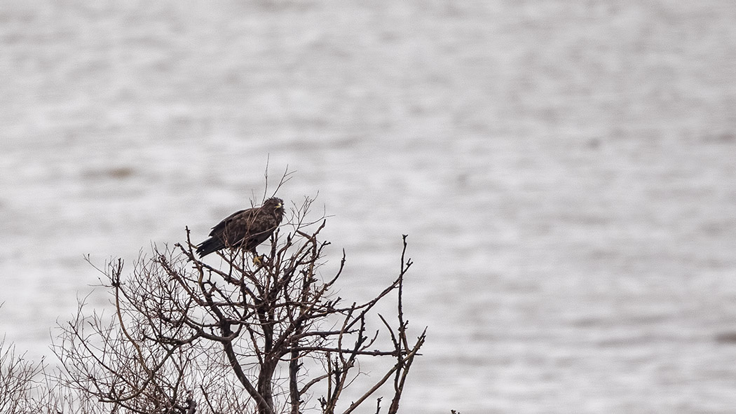 Greater Spotted Eagle