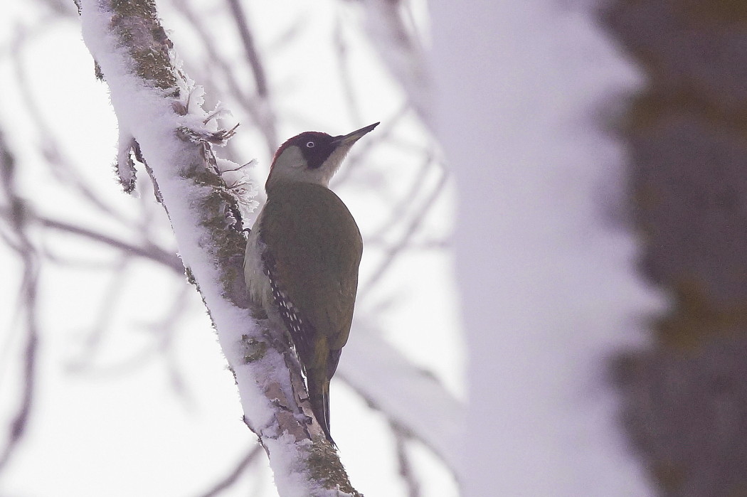 European Green Woodpecker