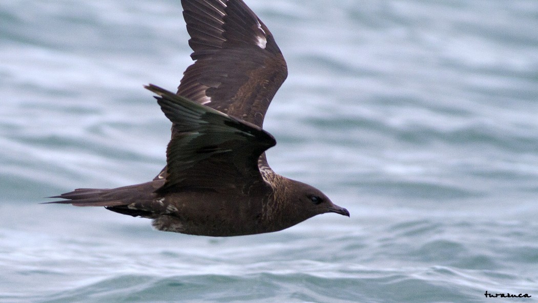 Parasitic Jaeger