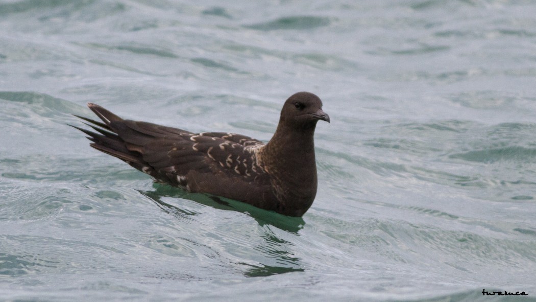 Parasitic Jaeger