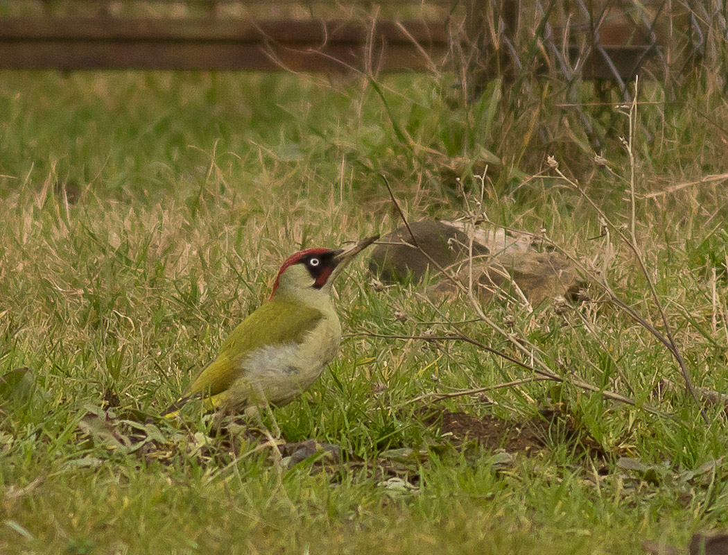 European Green Woodpecker