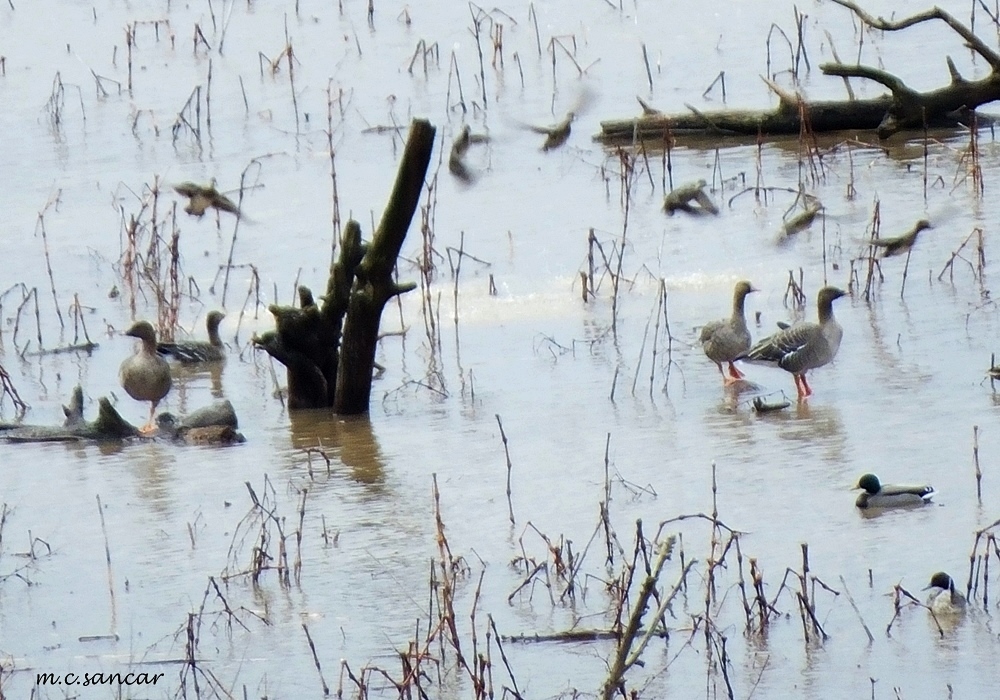 Greater White-fronted Goose