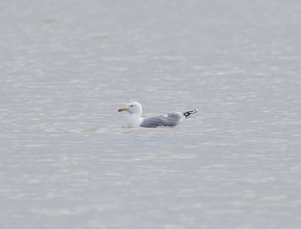 Caspian Gull