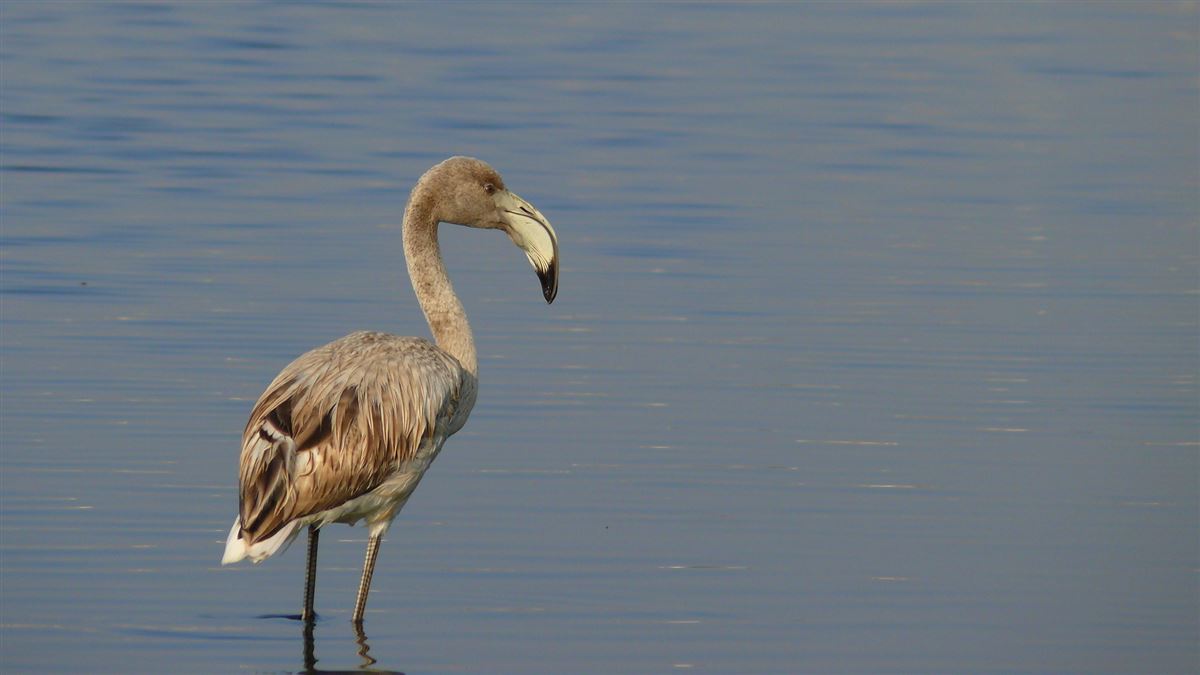Flamingo