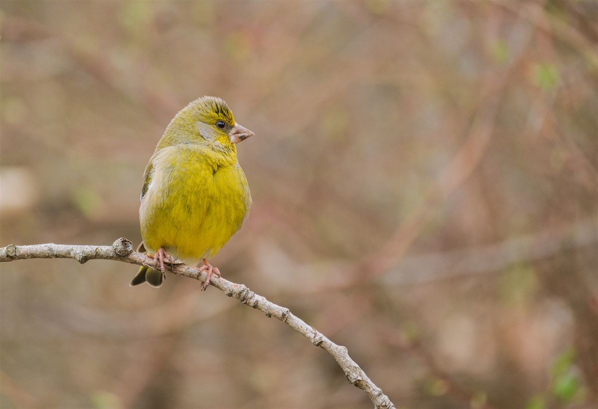 European Greenfinch