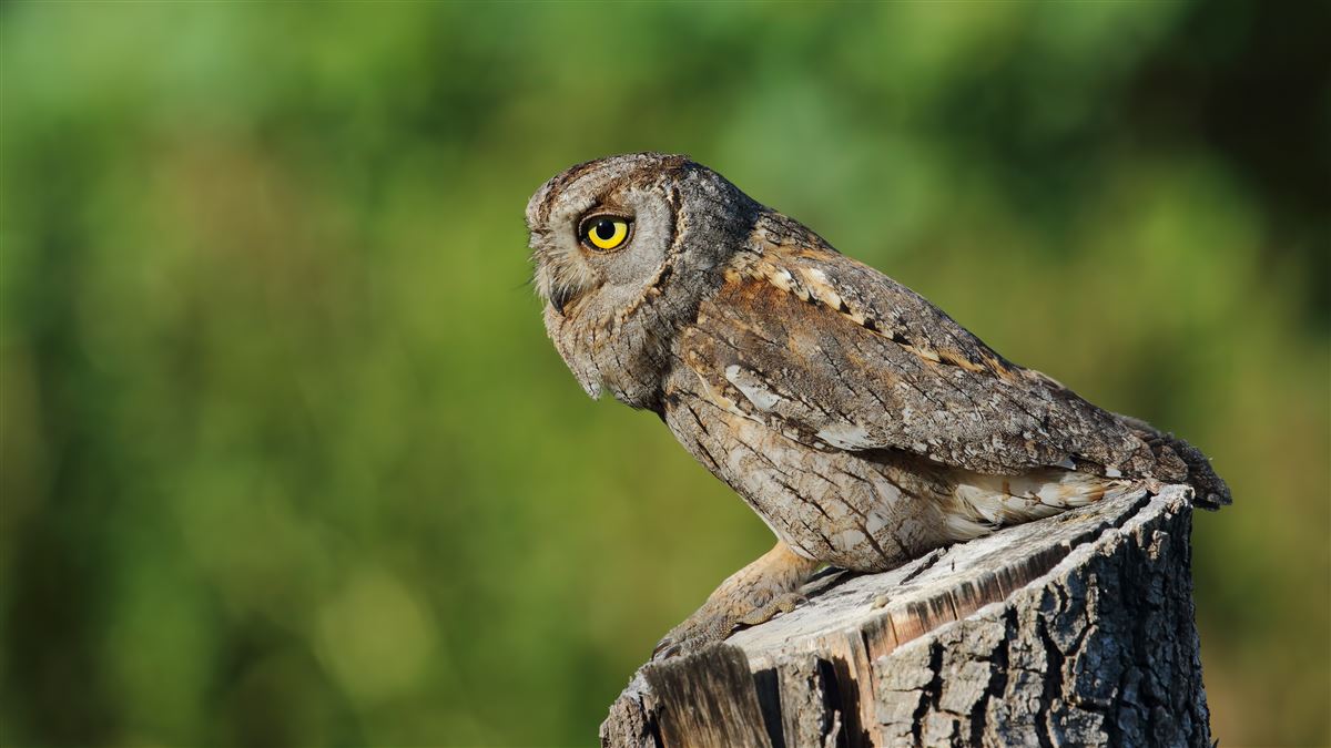 Eurasian Scops Owl