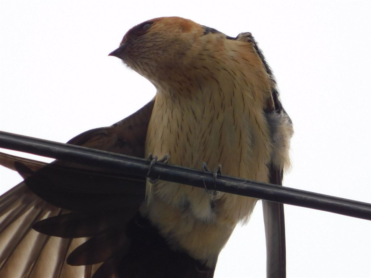European Red-rumped Swallow