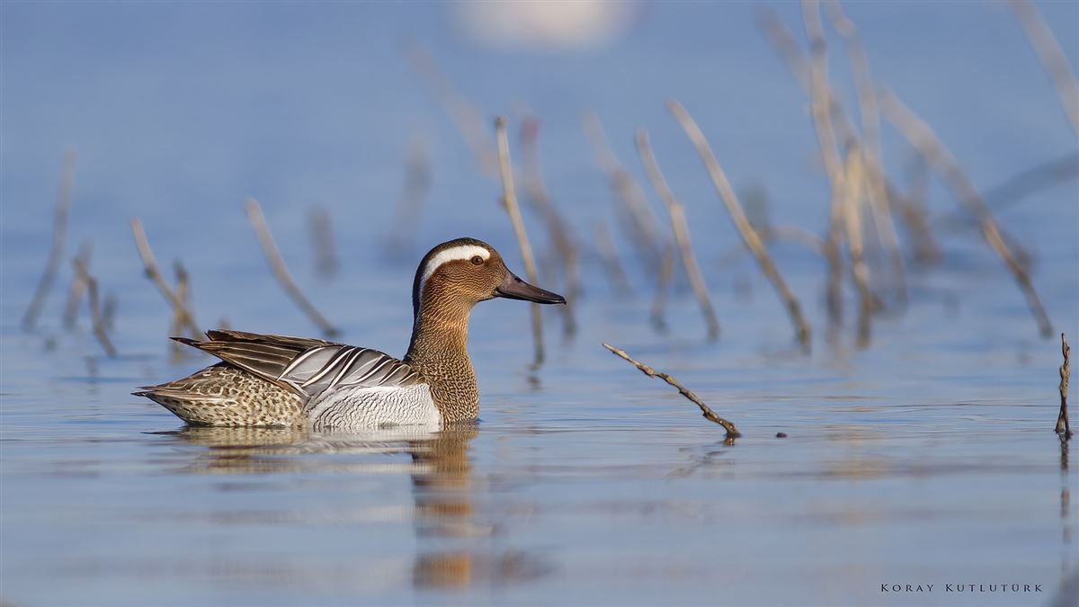 Garganey