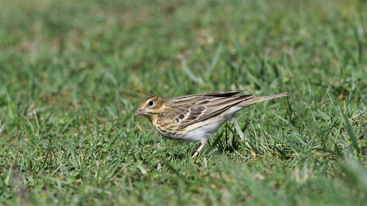 Tree Pipit